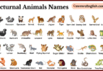 Nocturnal Animals Names in English with Their Pictures