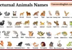 Nocturnal Animals Names in English with Their Pictures