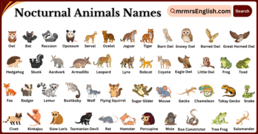 Nocturnal Animals Names in English with Their Pictures