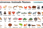 Omnivorous Animals Names in English and Pictures