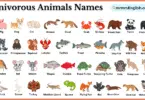 Omnivorous Animals Names in English and Pictures