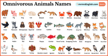 Omnivorous Animals Names in English and Pictures
