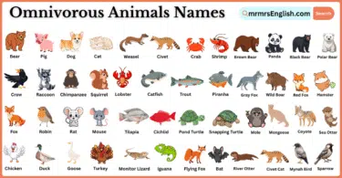 Omnivorous Animals Names in English and Pictures