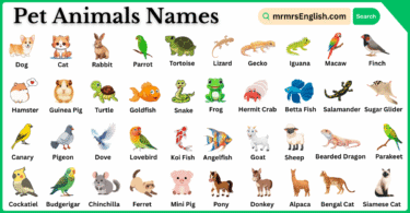 Pet Animals Names in English with their Pictures