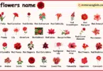 Red Flowers Names in English with their Pictures