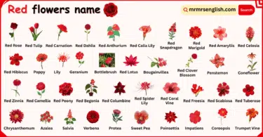 Red Flowers Names in English with their Pictures