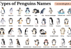 Types of Penguins Names in English and Pictures