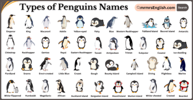 Types of Penguins Names in English and Pictures
