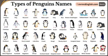 Types of Penguins Names in English and Pictures