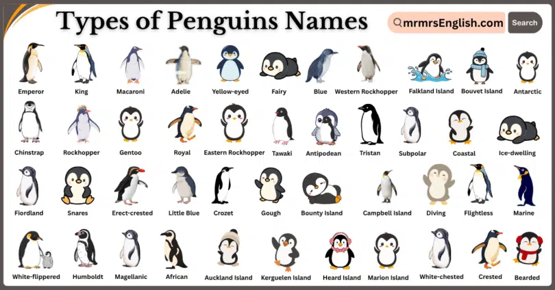 Types of Penguins Names in English and Pictures