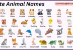 Cute Animals Names in English with Their Pictures