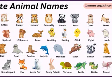 Cute Animals Names in English with Their Pictures