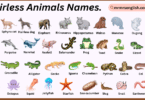 Hairless Animals Names in English with Their Pictures