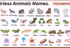 Hairless Animals Names in English with Their Pictures