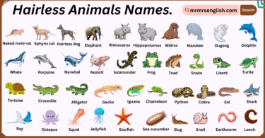 Hairless Animals Names in English with Their Pictures