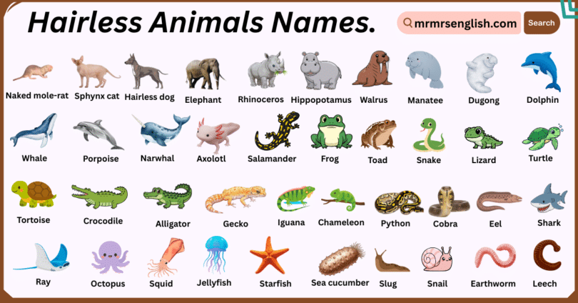 Hairless Animals Names in English with Their Pictures