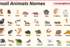 Popular Small Animals Names With Pictures