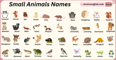 Popular Small Animals Names With Pictures