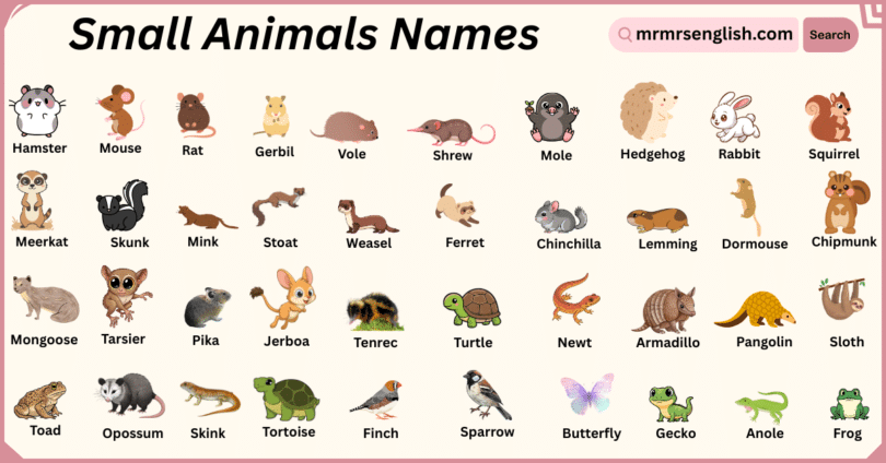 Popular Small Animals Names With Pictures