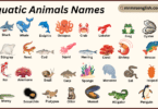 Aquatic Animals Names in English with Their Pictures