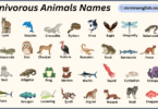 Carnivorous Animals Names in English with Their Pictures