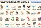 Carnivorous Animals Names in English with Their Pictures