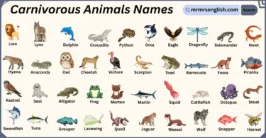 Carnivorous Animals Names in English with Their Pictures