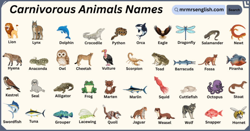 Carnivorous Animals Names in English with Their Pictures