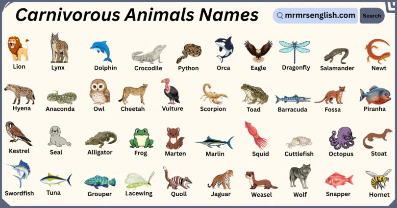 Carnivorous Animals Names in English with Their Pictures