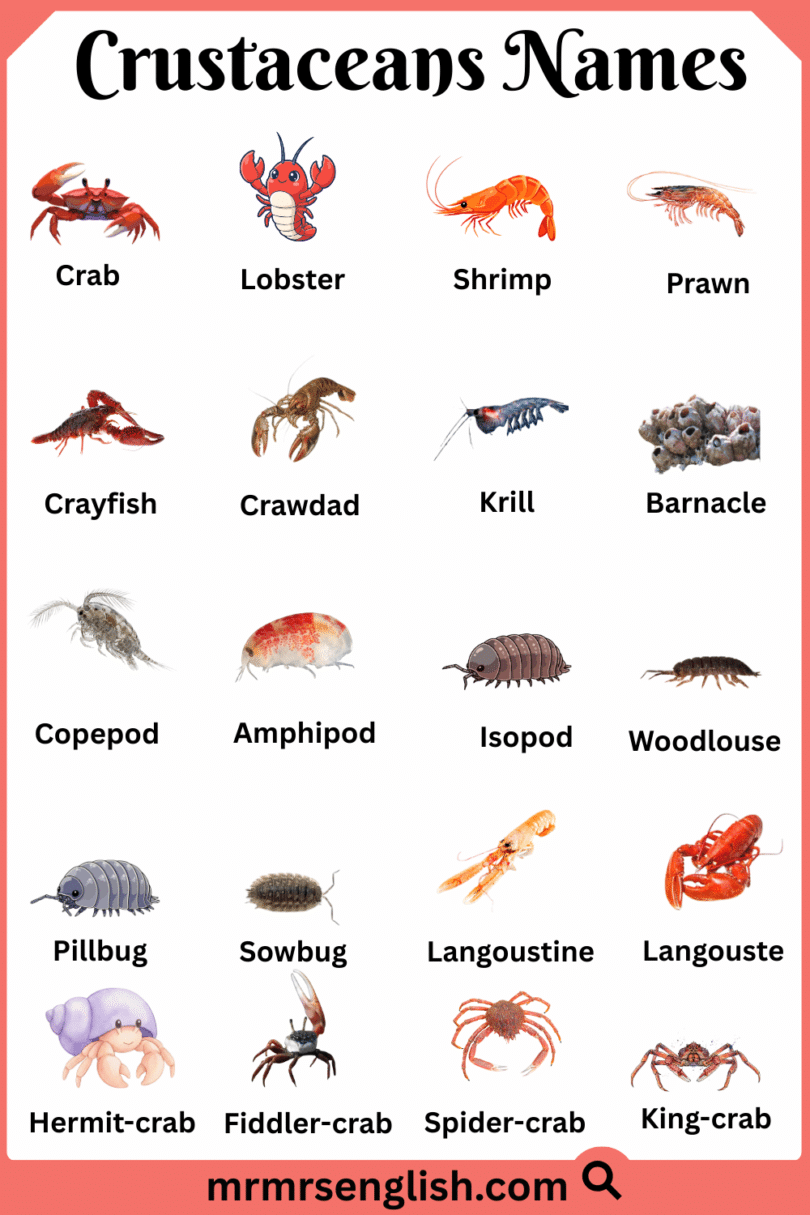 Crustaceans Names in English with Their Pictures - MR MRS ENGLISH