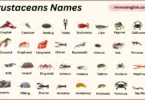 Crustaceans Names in English with Their Pictures