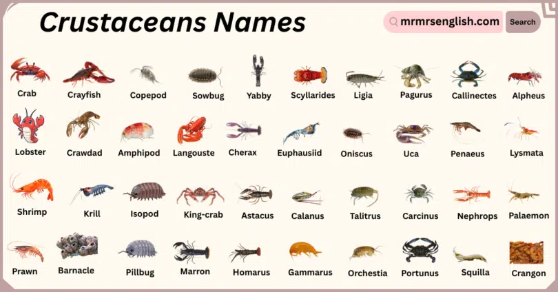 Crustaceans Names in English with Their Pictures