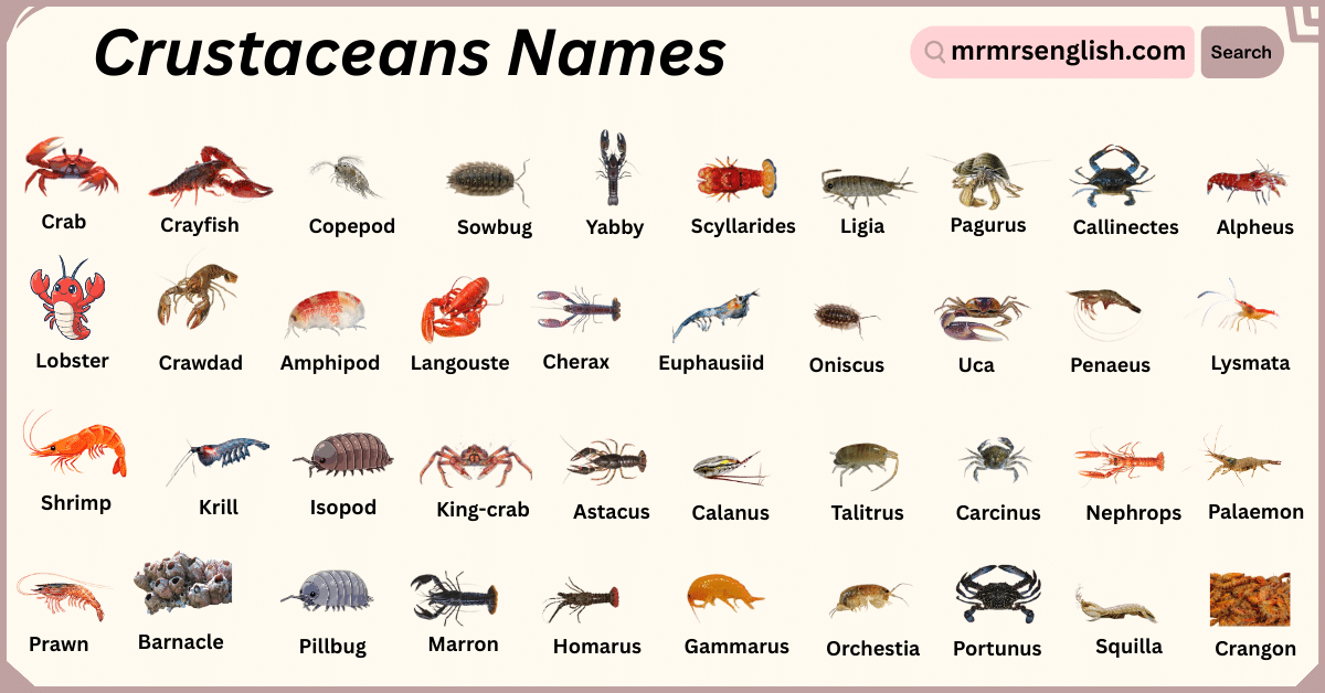 Crustaceans Names Crustaceans Names in English with Their Pictures - MR MRS ENGLISH
