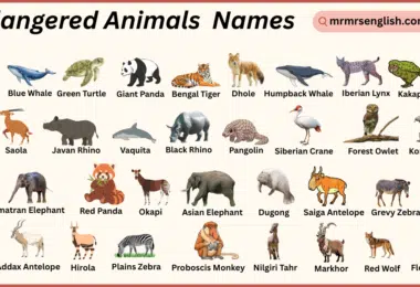 Endangered Animals Names in English with Their Pictures