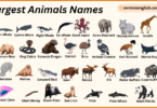 Largest Animals Names in English with Their Pictures