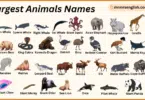 Largest Animals Names in English with Their Pictures