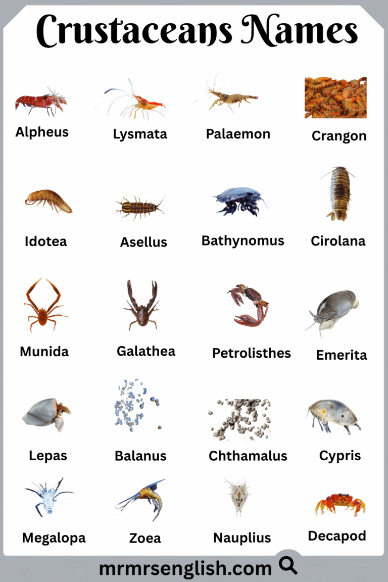 Crustaceans Names in English with Their Pictures - MR MRS ENGLISH