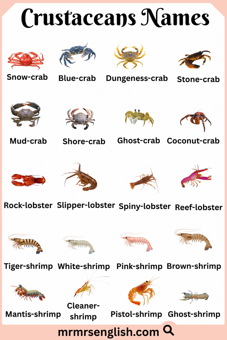 Crustaceans Names in English with Their Pictures - MR MRS ENGLISH