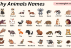 Shy Animals Names in English with Their Pictures