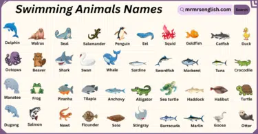 Swimming Animals Names in English with Their Pictures