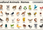 Woodland Animals Names in English with Their Pictures