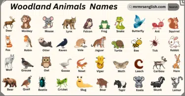 Woodland Animals Names in English with Their Pictures