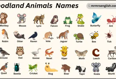 Woodland Animals Names in English with Their Pictures