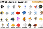 Angelfish Breeds Names in English with Their Pictures