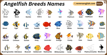 Angelfish Breeds Names in English with Their Pictures
