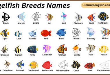 Angelfish Breeds Names in English with Their Pictures