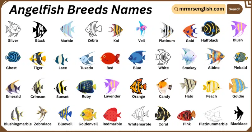 Angelfish Breeds Names in English with Their Pictures