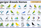 Budgerigar Breeds Names in English with Their Pictures