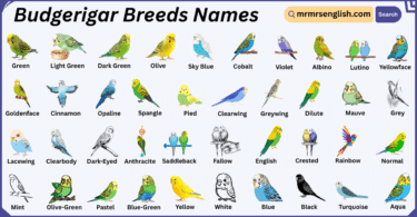 Budgerigar Breeds Names in English with Their Pictures