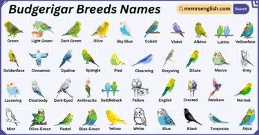 Budgerigar Breeds Names in English with Their Pictures